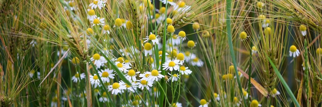 chamomile-5298850_1280