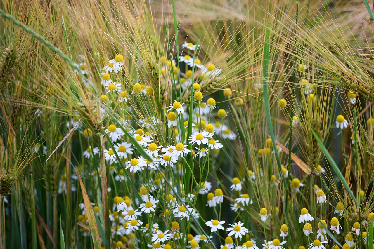 chamomile-5298850_1280