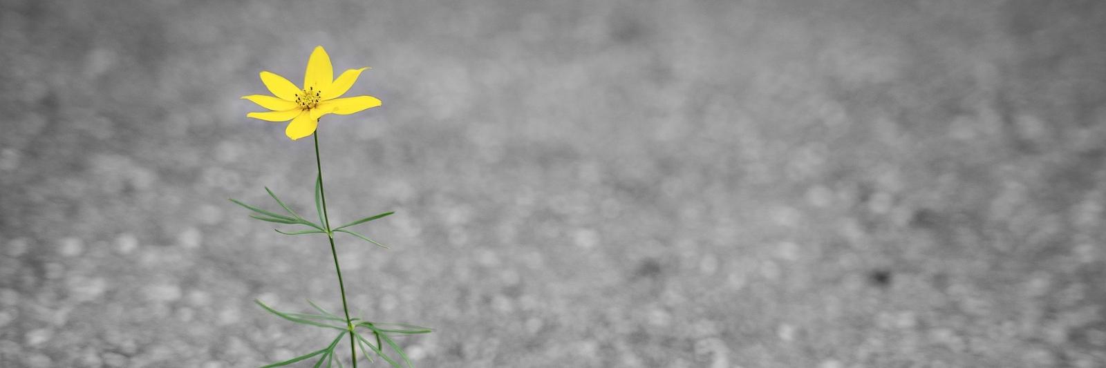 Blume Straße