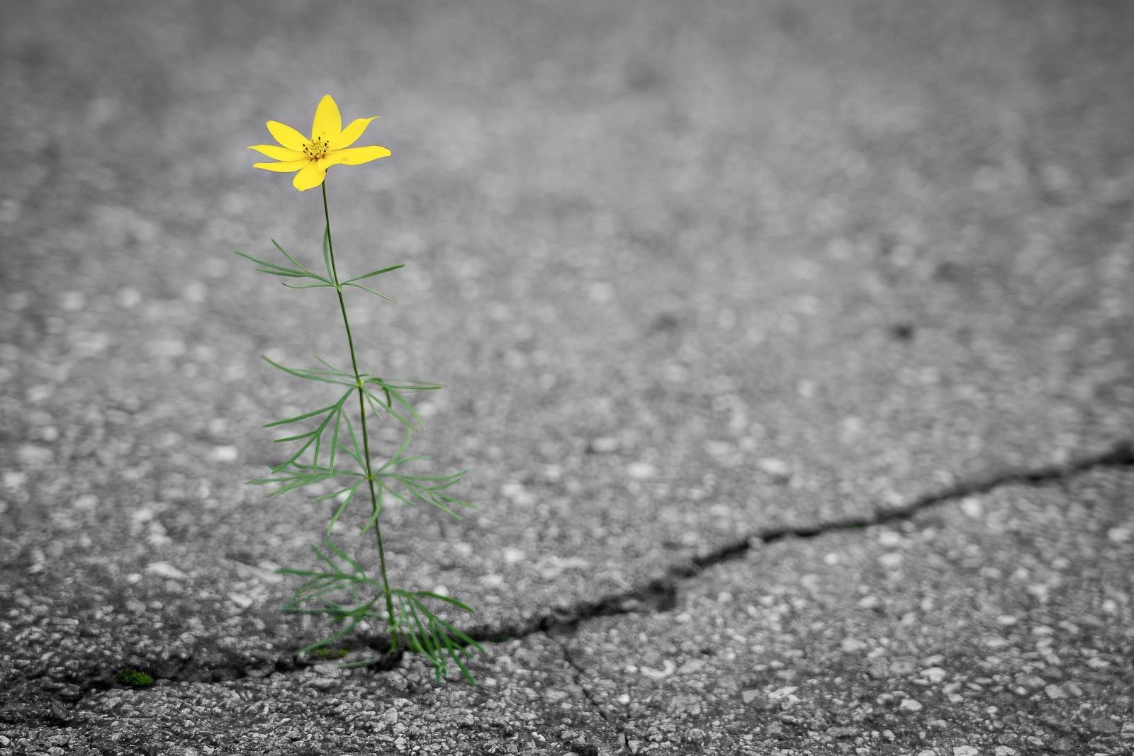 Blume Straße