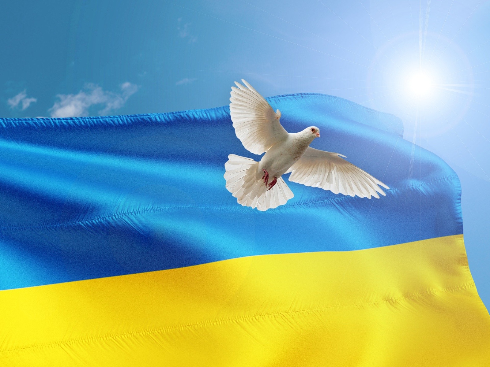 Friedenstaube Ukraine