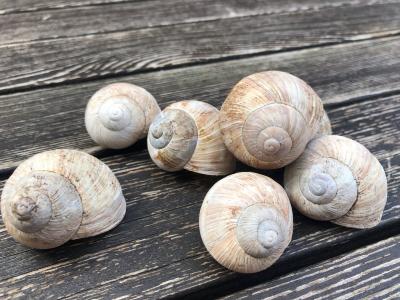 Schneckenhäuser (c) A. Buysch Schneckenhäuser