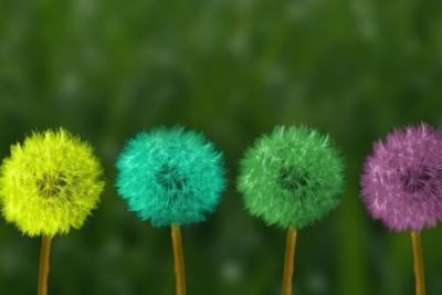 dandelions angepasst (c) Pixabay dandelions angepasst