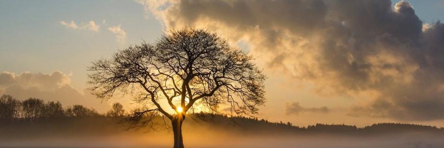 Baum mit Sonnenuntergang