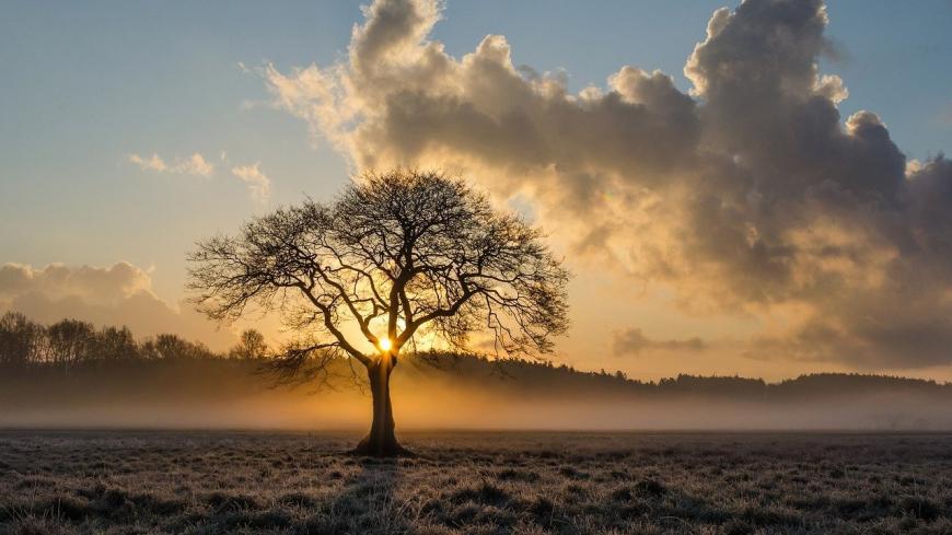 Baum mit Sonnenuntergang